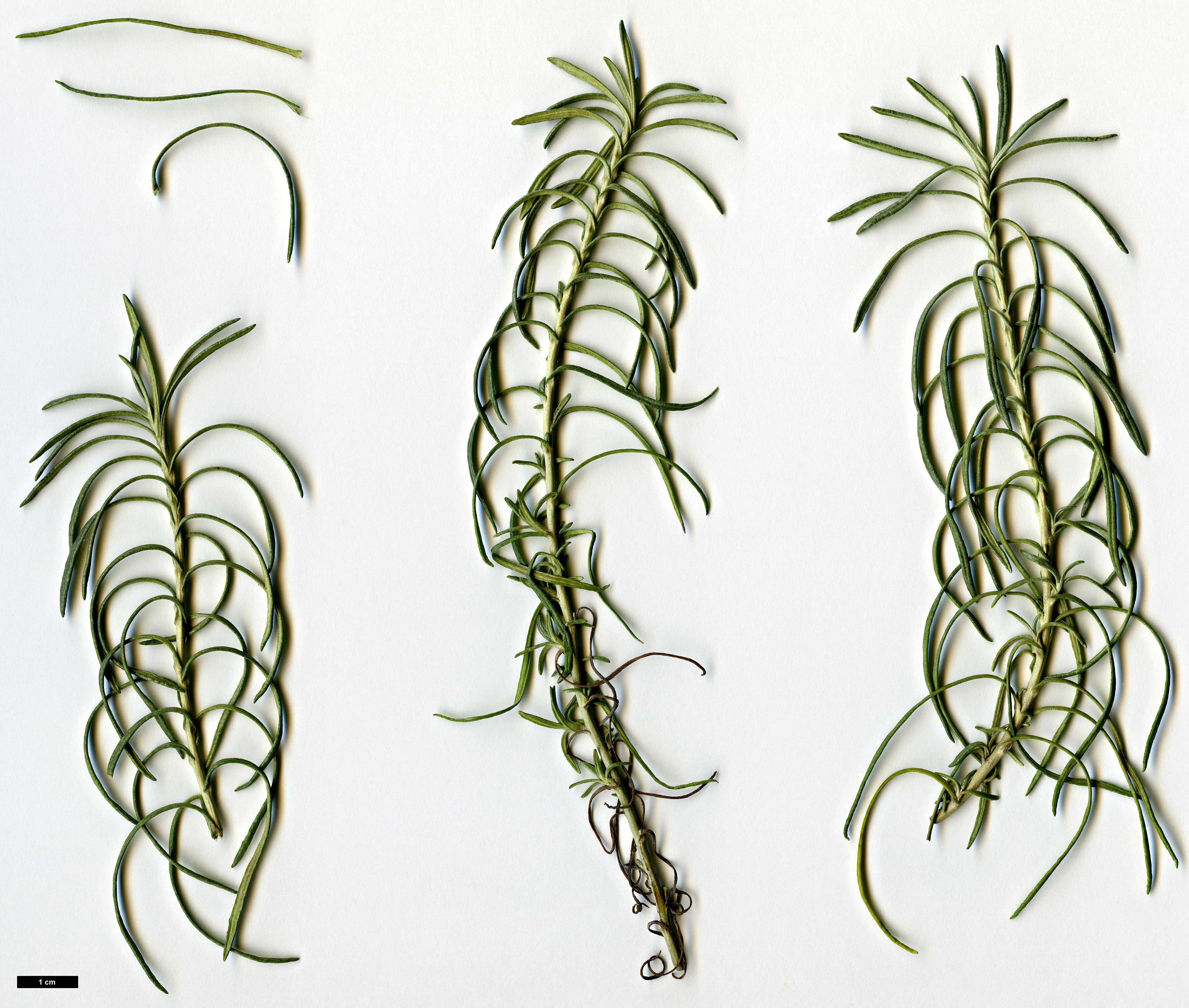 High resolution image: Family: Asteraceae - Genus: Helichrysum - Taxon: italicum - SpeciesSub: subsp. serotinum